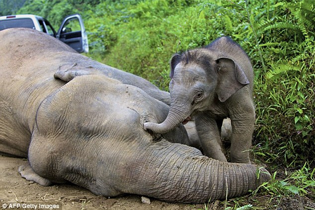 Sesuatu Yang Keluar Dari Buntut Gajah Yang Hampir Mati Ini Memang Buat Netizen Terkejut!!!