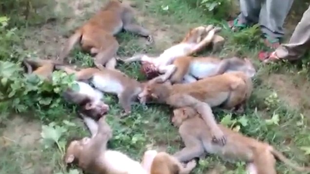 Rakaman Video 12 Monyet Mati Beramai-ramai Kerana Kena Serangan Jantung Dek Kerana Dengar Harimau  Mengaum Viral