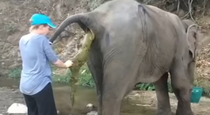 Sesuatu Yang Keluar Dari Buntut Gajah Yang Hampir Mati Ini Memang Buat Netizen Terkejut!!!