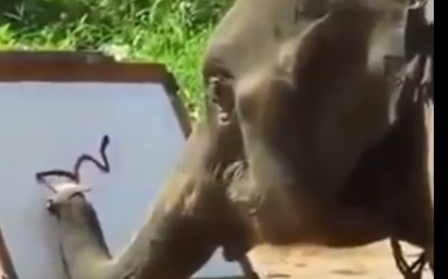 Rakaman Video Gajah Ini Viral Hebat,Inilah Dia Gajah Paling Genius dan Cerdik Yang Buat Ramai Netizen Kagum
