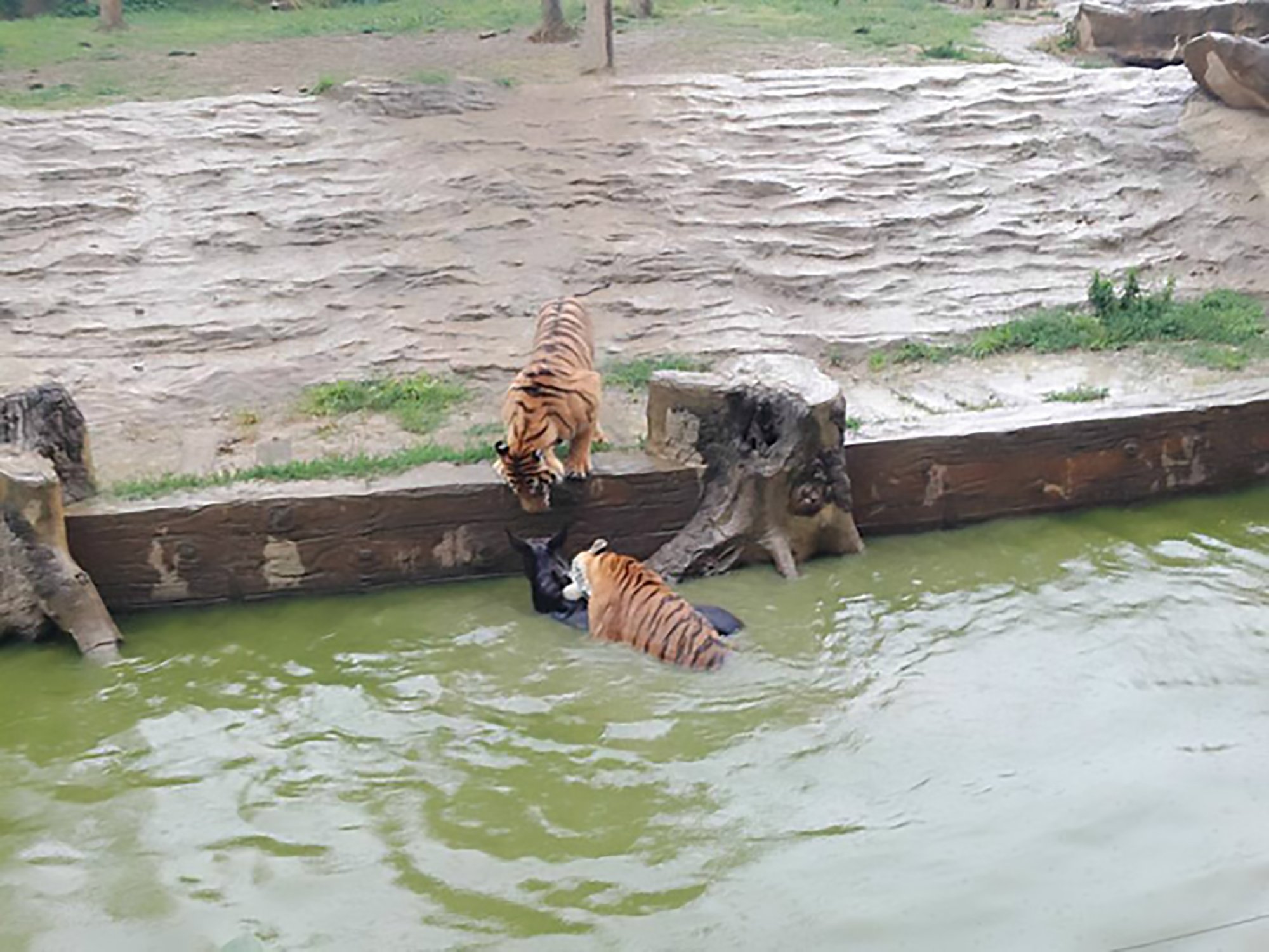 Zalim Melampau,Pekerja Zoo Campak Keldai Hidup-hidup Dalam Kandang Harimau Untuk Dijadikan Makanan Harimau