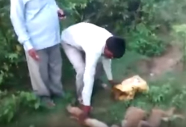 Rakaman Video 12 Monyet Mati Beramai-ramai Kerana Kena Serangan Jantung Dek Kerana Dengar Harimau  Mengaum Viral