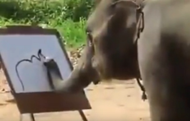 Rakaman Video Gajah Ini Viral Hebat,Inilah Dia Gajah Paling Genius dan Cerdik Yang Buat Ramai Netizen Kagum