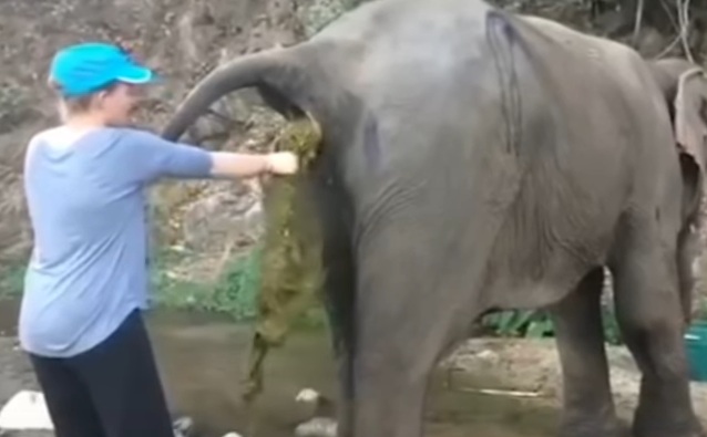 Sesuatu Yang Keluar Dari Buntut Gajah Yang Hampir Mati Ini Memang Buat Netizen Terkejut!!!