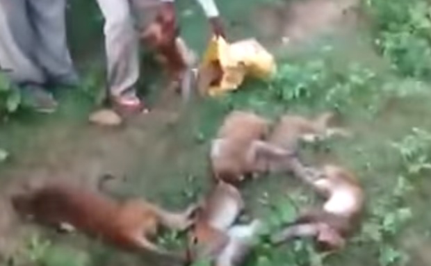 Rakaman Video 12 Monyet Mati Beramai-ramai Kerana Kena Serangan Jantung Dek Kerana Dengar Harimau  Mengaum Viral