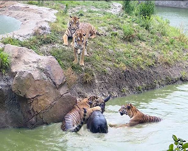 Zalim Melampau,Pekerja Zoo Campak Keldai Hidup-hidup Dalam Kandang Harimau Untuk Dijadikan Makanan Harimau