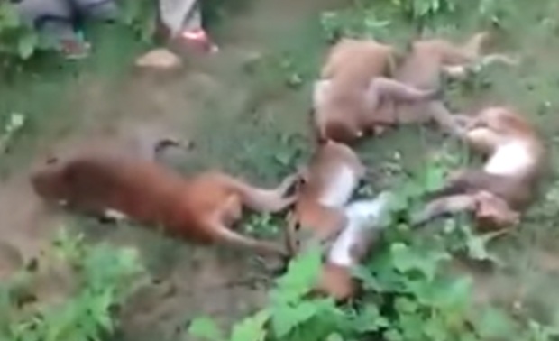 Rakaman Video 12 Monyet Mati Beramai-ramai Kerana Kena Serangan Jantung Dek Kerana Dengar Harimau  Mengaum Viral