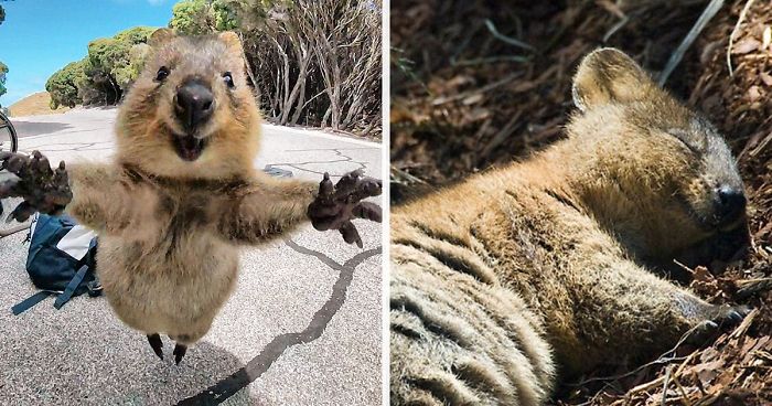 Koleksi Wajah haiwan Dengan Gaya Comel dan Cute Di Hadapan Kamera Menjadi Viral Dan Buat Netizen Jatuh Hati,Comelnya Dorang!!!