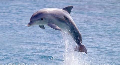 Inilah Dia Rakaman Paling Takjub Bila Seekor Ibu Dolphin Sedang Bersalin Berjaya Di Rakam Di Hadapan Kamera