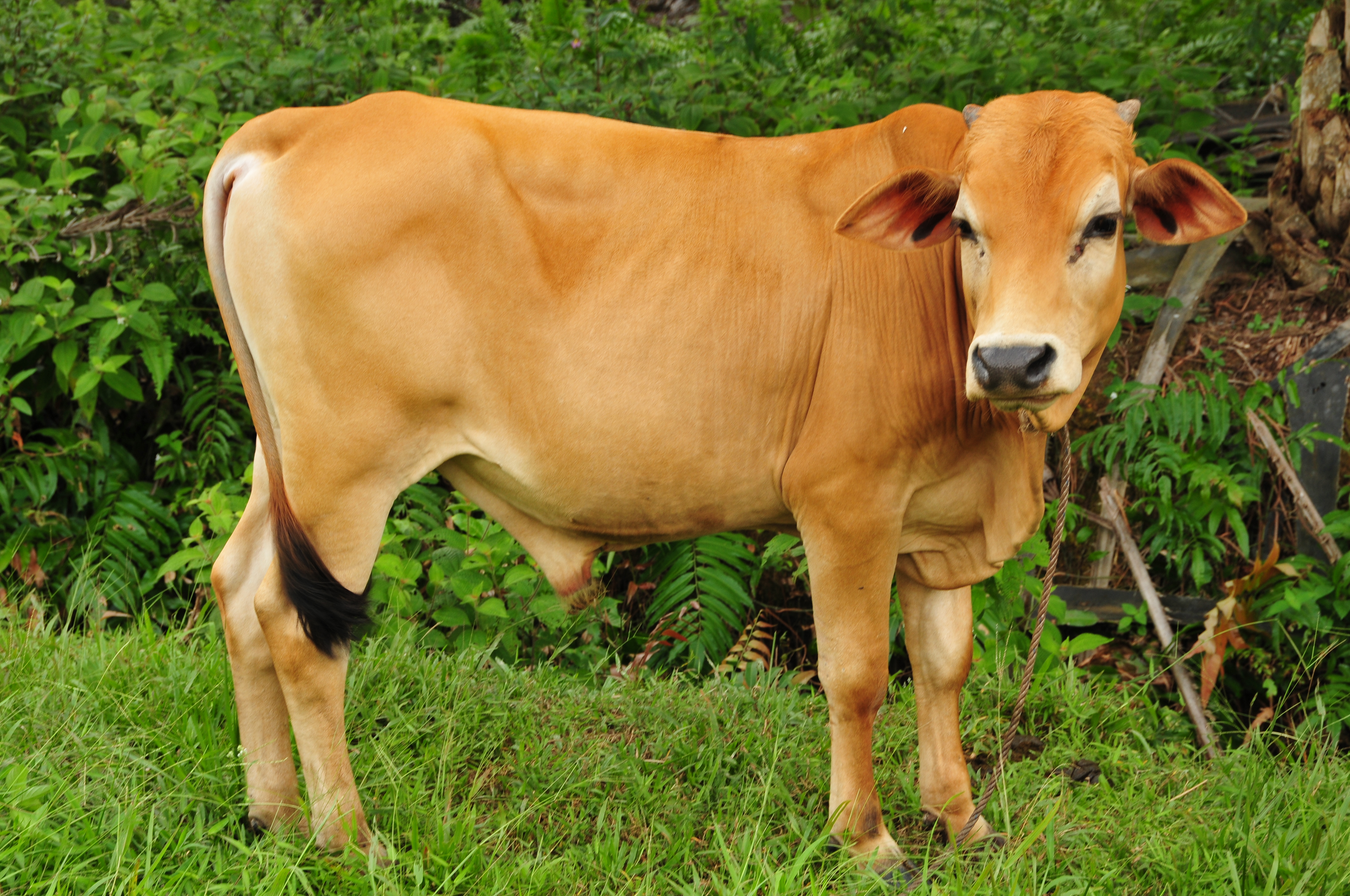 Inilah Lembu Paling Sado Dalam Dunia,Ramai Terkejut Tengok Cara Dia Berjalan Pun Tak Sama Macam Lembu Biasa Yang Lain