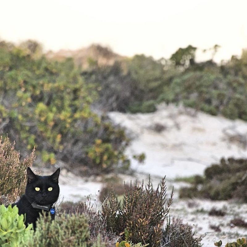 Kucing Hitam Bernama Willow Ini Dikatakan Kucing Paling Bertuah Dan Bahagia Dalam Dunia,Sampaikan Ramai Gadis Cemburu Dengan Dia