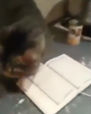 Subahanallah!Satu Hal Yang Ajaib Bilamana Kucing Sendiri Tidak Mahu Melangkah dan Pijak Al-Quran Walau Di Paksa