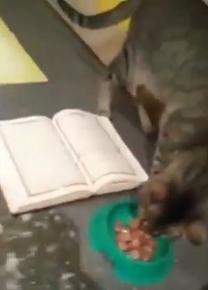 Subahanallah!Satu Hal Yang Ajaib Bilamana Kucing Sendiri Tidak Mahu Melangkah dan Pijak Al-Quran Walau Di Paksa