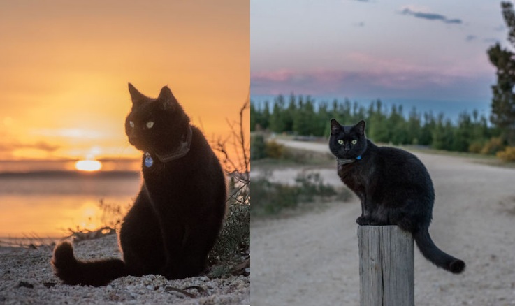 Kucing Hitam Bernama Willow Ini Dikatakan Kucing Paling Bertuah Dan Bahagia Dalam Dunia,Sampaikan Ramai Gadis Cemburu Dengan Dia