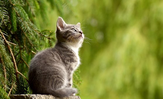 Subahanallah!Satu Hal Yang Ajaib Bilamana Kucing Sendiri Tidak Mahu Melangkah dan Pijak Al-Quran Walau Di Paksa