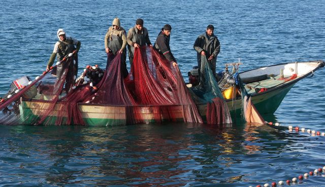 Sekumpulan Nelayan Menaikkan Seekor Ikan Yang Punya Perut Yang Besar,Ini Yang Keluar Dari Perut Ikan Itu Setelah Di Potong