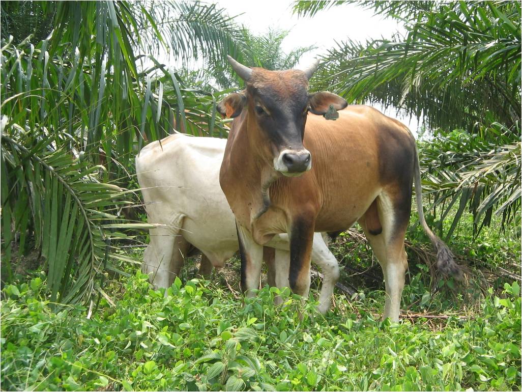 Inilah Lembu Paling Sado Dalam Dunia,Ramai Terkejut Tengok Cara Dia Berjalan Pun Tak Sama Macam Lembu Biasa Yang Lain