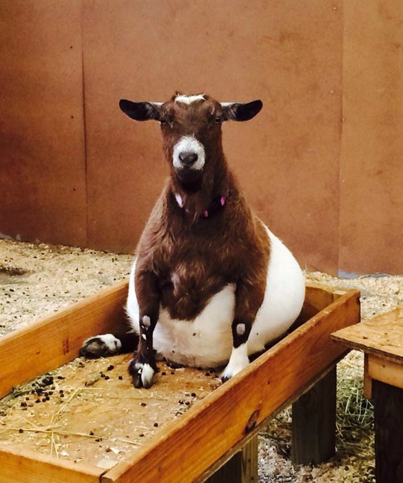 Bila Ibu-ibu Kepada Si Comel Ini Mengandung,Macam Inilah Rupanya,Nampak Cute dan Geram Pulak Tengok Dorang