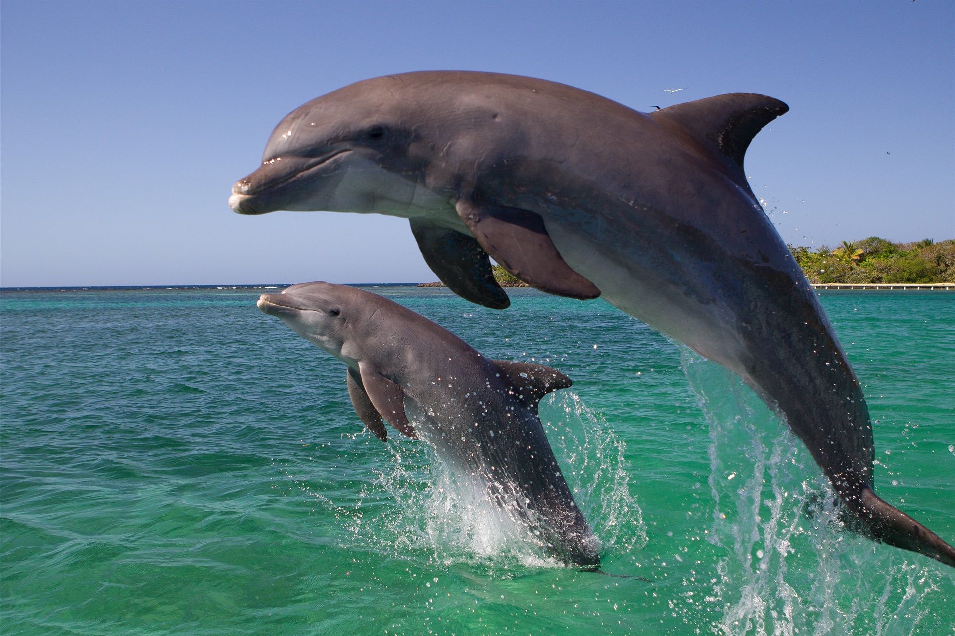 Inilah Dia Rakaman Paling Takjub Bila Seekor Ibu Dolphin Sedang Bersalin Berjaya Di Rakam Di Hadapan Kamera