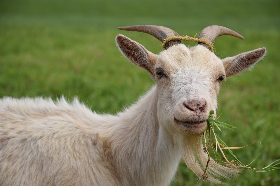 “Adoilah Kambing,Apalah Yang Kau Makan Tu? Menyirap Betul Darah Aku Tengok!”-Netizen Bengang Tengok Kambing Ini Sedang Makan…