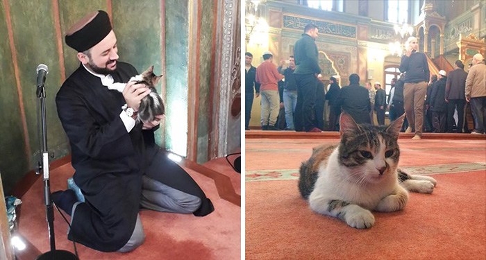 Subahanallah!Satu Hal Yang Ajaib Bilamana Kucing Sendiri Tidak Mahu Melangkah dan Pijak Al-Quran Walau Di Paksa