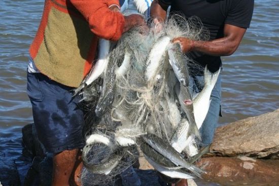 Sekumpulan Nelayan Menaikkan Seekor Ikan Yang Punya Perut Yang Besar,Ini Yang Keluar Dari Perut Ikan Itu Setelah Di Potong