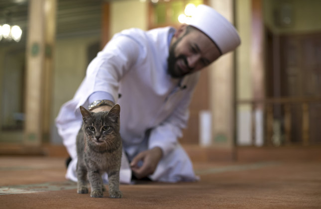 Subahanallah!Satu Hal Yang Ajaib Bilamana Kucing Sendiri Tidak Mahu Melangkah dan Pijak Al-Quran Walau Di Paksa