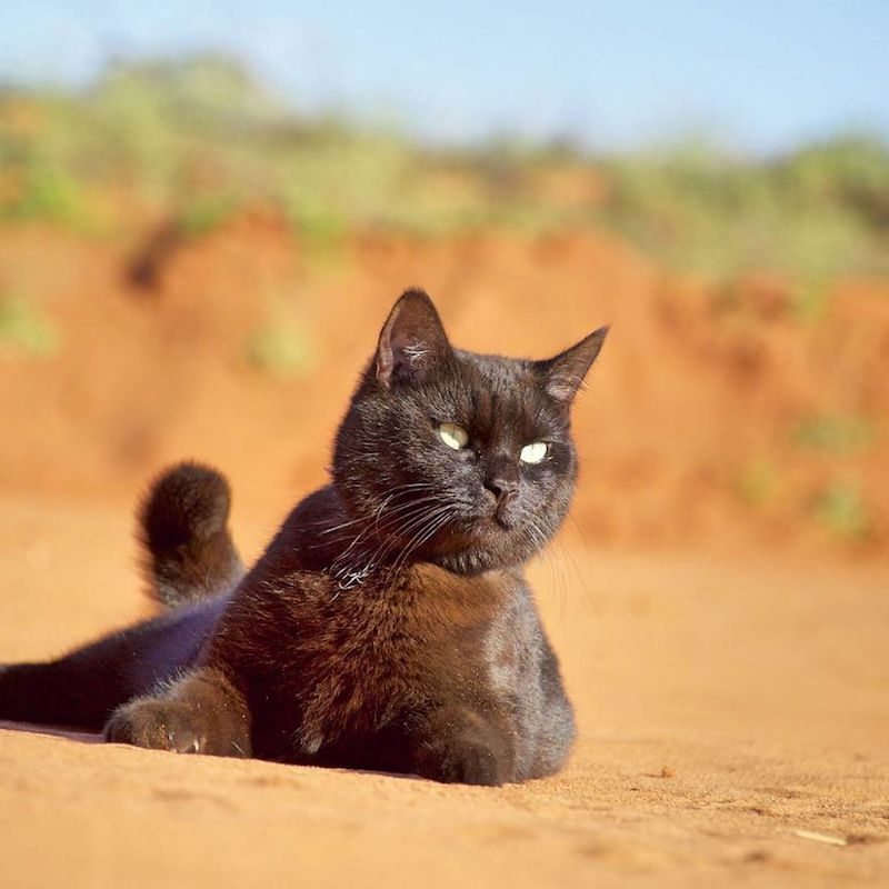 Kucing Hitam Bernama Willow Ini Dikatakan Kucing Paling Bertuah Dan Bahagia Dalam Dunia,Sampaikan Ramai Gadis Cemburu Dengan Dia