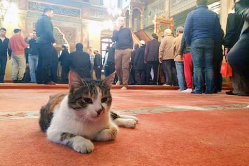 Subahanallah!Satu Hal Yang Ajaib Bilamana Kucing Sendiri Tidak Mahu Melangkah dan Pijak Al-Quran Walau Di Paksa