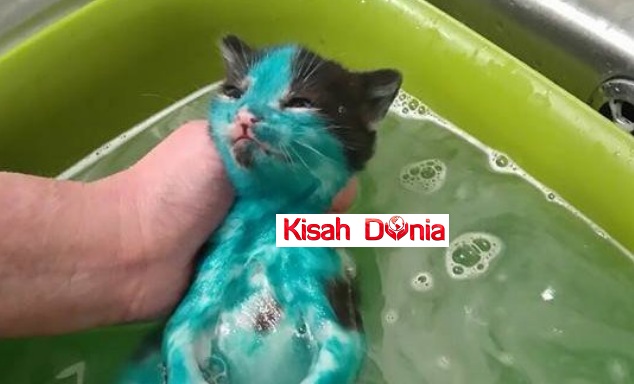 Kucing Ini Diwarnakan Sekadar Untuk Hiburan dan Mainan 