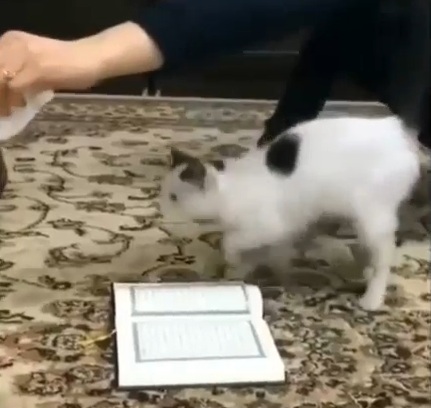 Subahanallah!Satu Hal Yang Ajaib Bilamana Kucing Sendiri Tidak Mahu Melangkah dan Pijak Al-Quran Walau Di Paksa