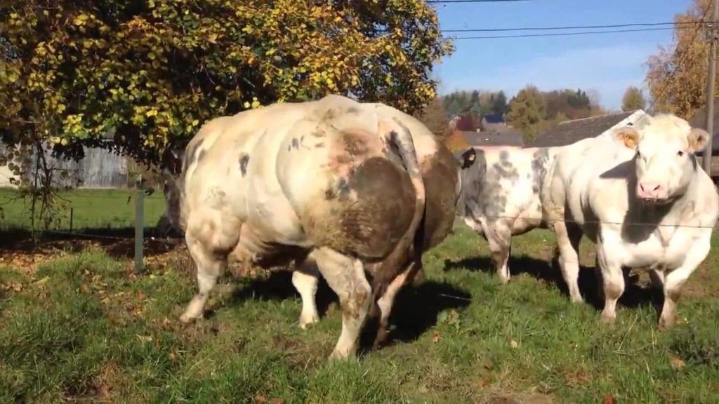 Inilah Lembu Paling Sado Dalam Dunia,Ramai Terkejut Tengok Cara Dia Berjalan Pun Tak Sama Macam Lembu Biasa Yang Lain