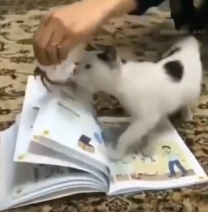 Subahanallah!Satu Hal Yang Ajaib Bilamana Kucing Sendiri Tidak Mahu Melangkah dan Pijak Al-Quran Walau Di Paksa