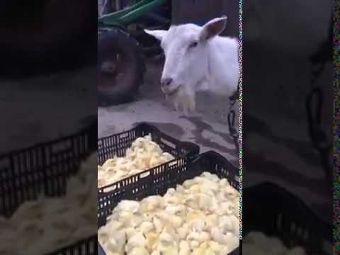 “Adoilah Kambing,Apalah Yang Kau Makan Tu? Menyirap Betul Darah Aku Tengok!”-Netizen Bengang Tengok Kambing Ini Sedang Makan…