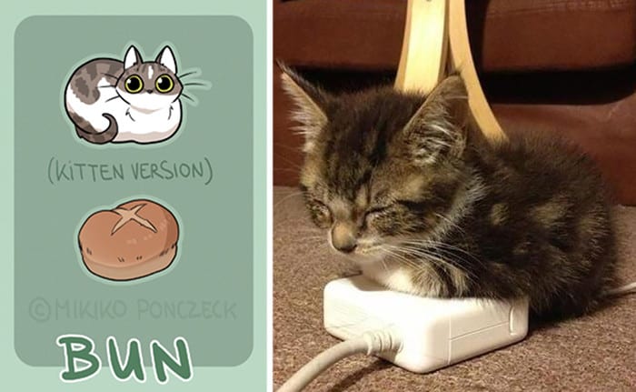 Comel! Gelagat Kucing Ini Disamakan Dengan Jenis-Jenis Roti