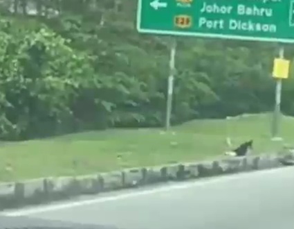 Seorang Wanita Sebak Sambil Rakam Seekor Anjing Yang Berjalan Sambil Mengheret Kaki Belakang,Apa Yang Jadi Pada Anjing Itu Selepas Itu Buat Dia Marah ,Kenapa?