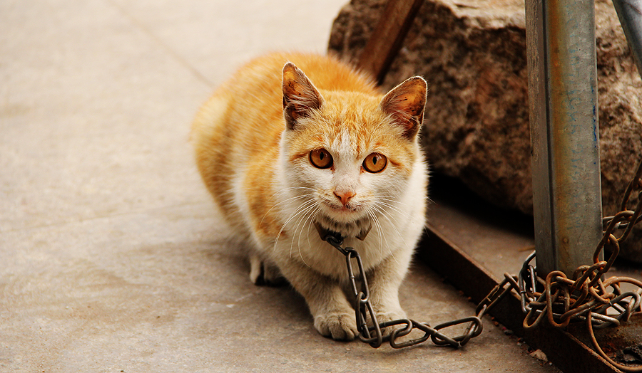 Seorang Wanita Sebak Sambil Rakam Seekor Anjing Yang Berjalan Sambil Mengheret Kaki Belakang,Apa Yang Jadi Pada Anjing Itu Selepas Itu Buat Dia Marah ,Kenapa?