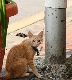 Seorang Wanita Sebak Sambil Rakam Seekor Anjing Yang Berjalan Sambil Mengheret Kaki Belakang,Apa Yang Jadi Pada Anjing Itu Selepas Itu Buat Dia Marah ,Kenapa?