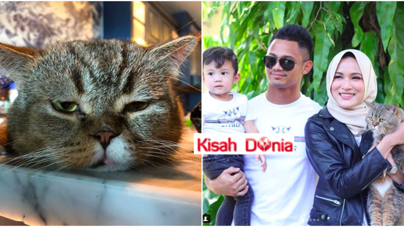FOTO] Tuah Seekor Bujibu, Kucing Paling Glamour Di Malaysia Sambut 