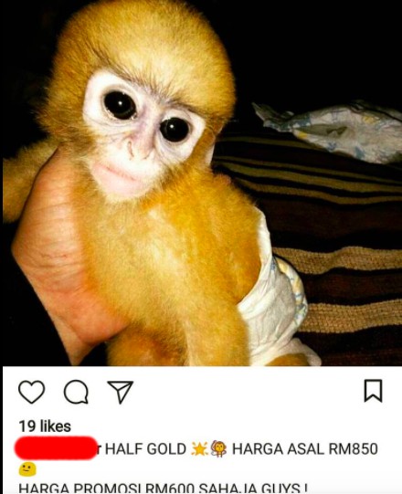 ‘Nak Acah Ada Sifat Keibubapaan Kena Ada Baby Monkey!’ – Binatang Hidup Terseksa, Ini Sebab Trend #babymonkey Perlu Dihapuskan