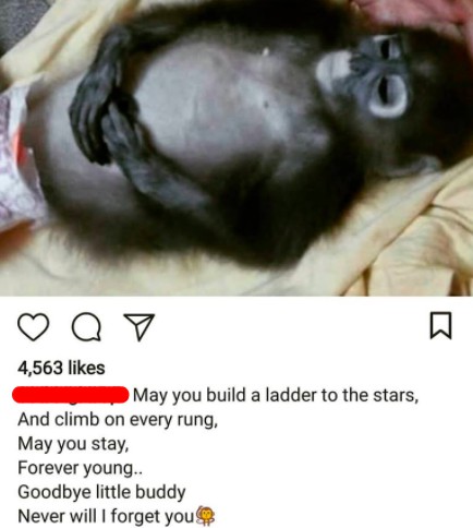 ‘Nak Acah Ada Sifat Keibubapaan Kena Ada Baby Monkey!’ – Binatang Hidup Terseksa, Ini Sebab Trend #babymonkey Perlu Dihapuskan