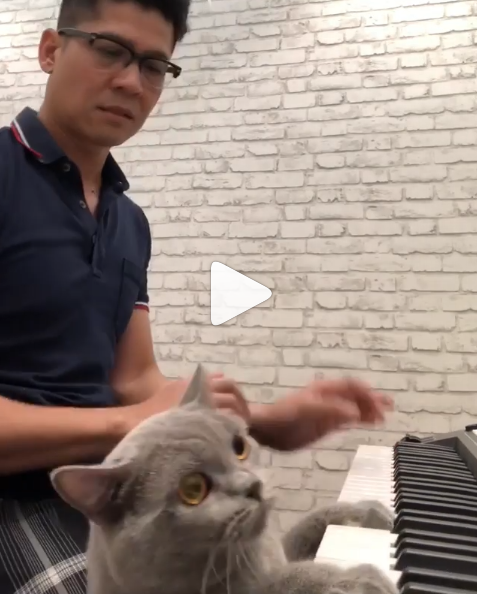 [VIDEO] “Berdekah Tengok Berulang Kali! Sampai Perut Membuyung Ni Jadi Cramp! Terkejut Den!”- Lebih 15.7K Tontonan Di Instagram, Kucing Zairul Umbrella Buat Netizen Tergelak