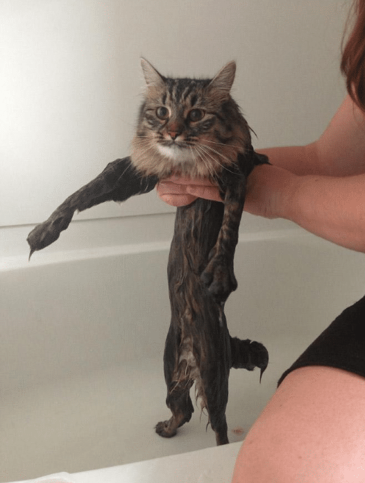 [15 GAMBAR] “Taknakkkkkk”- Kucing Anda Tidak Suka Mandi? Lihat Telatah Kucing-Kucing Ini