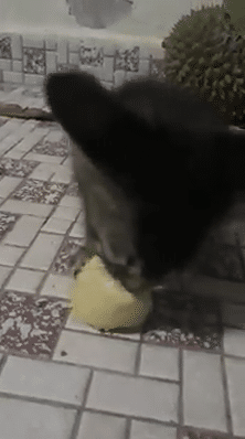 [VIDEO] “Hahaha. Jangan Lupa Bagi Dia Air Cap Badak…”- Kucing Makan Durian Tarik Perhatian Netizen