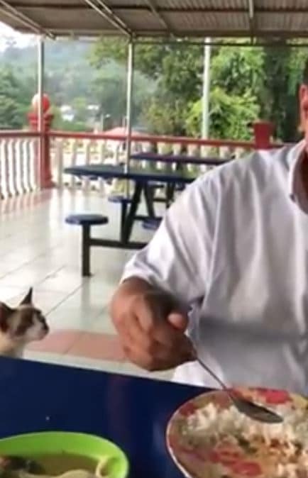 “Allhuakbar Rasa Sedih Pulak Nampak Dia Minta…”- Cara ‘Sopan’ Kucing Ini Minta Makanan Raih Perhatian Ramai!