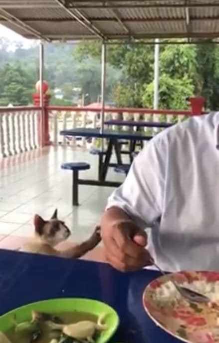 “Allhuakbar Rasa Sedih Pulak Nampak Dia Minta…”- Cara ‘Sopan’ Kucing Ini Minta Makanan Raih Perhatian Ramai!