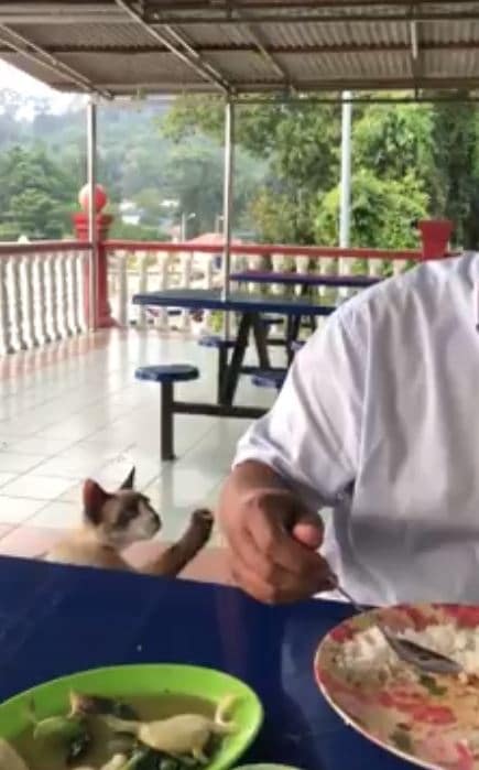 “Allhuakbar Rasa Sedih Pulak Nampak Dia Minta…”- Cara ‘Sopan’ Kucing Ini Minta Makanan Raih Perhatian Ramai!