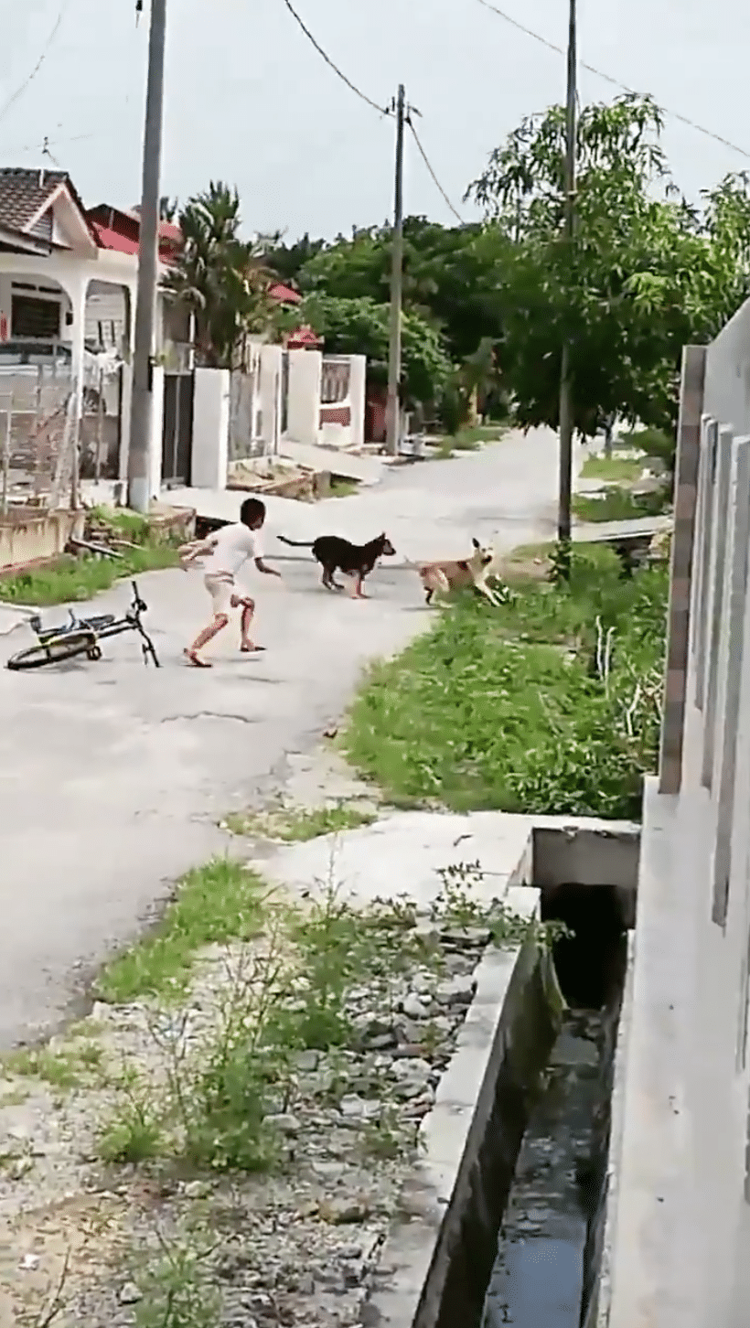 [VIDEO] “Aku Yang 30an Ni Pun Takut..” – Anjing  Mengigil Takut Di Kejar Kanak – Kanak.