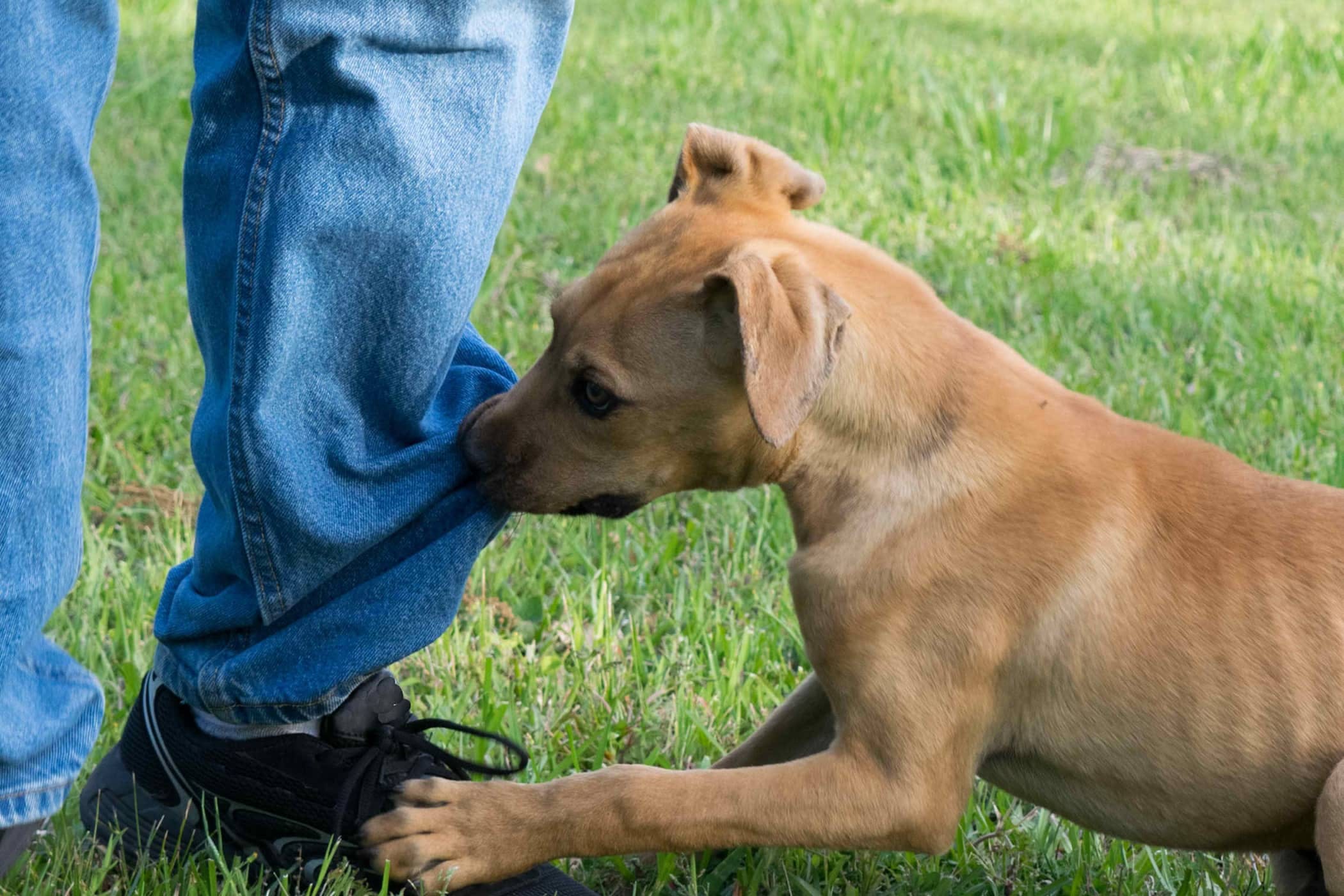 Gara-Gara Takut Anjing Masuk Rumah, Lelaki Ini Telah Dik0rbankan Rakan Sendiri 2