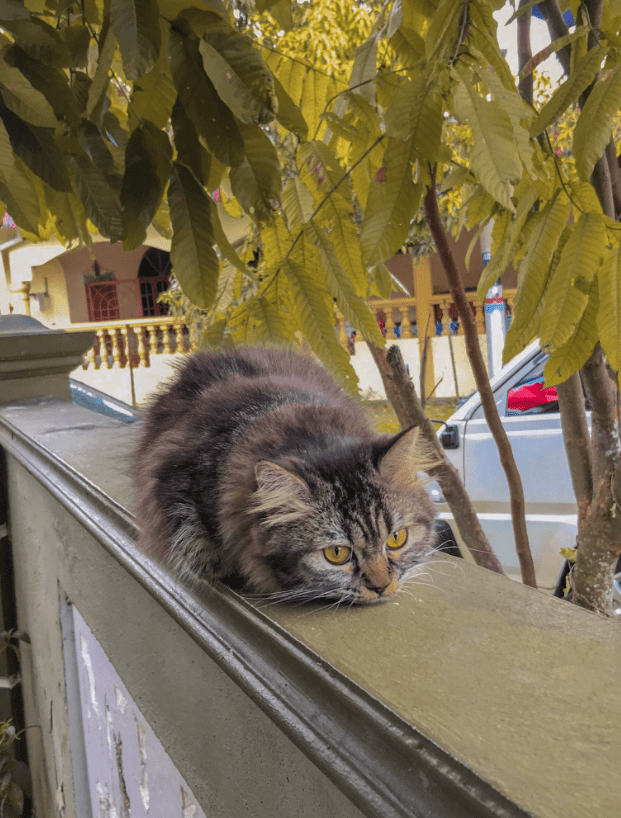 Panik Jadi Bidan Kucing, Lelaki Ini Ingat Dah Terpotong Kaki 